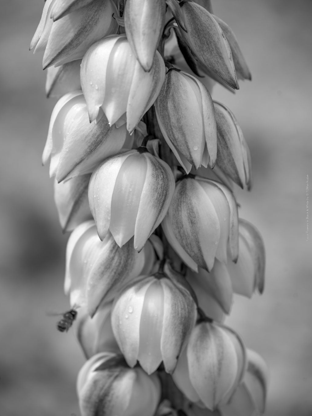 BLACK & WHITE Hasselblad photo art by Swiss photographer TOMas Rodak for sale at TOMs FLOWer CLUB, limited edition, flowers of Yucca Filamentosa