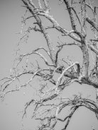 BLACK & WHITE Hasselblad photo art by Swiss photographer TOMas Rodak for sale at TOMs FLOWer CLUB, limited edition, trees, Bodensee, Lake of Constance
