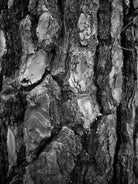 BLACK & WHITE Hasselblad photo art by Swiss photographer TOMas Rodak for sale at TOMs FLOWer CLUB, limited edition, tree burn wood structures, contemporary