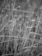 BLACK & WHITE Hasselblad photo art by Swiss photographer TOMas Rodak for sale at TOMs FLOWer CLUB, limited edition, gras with water pearls, contemporary