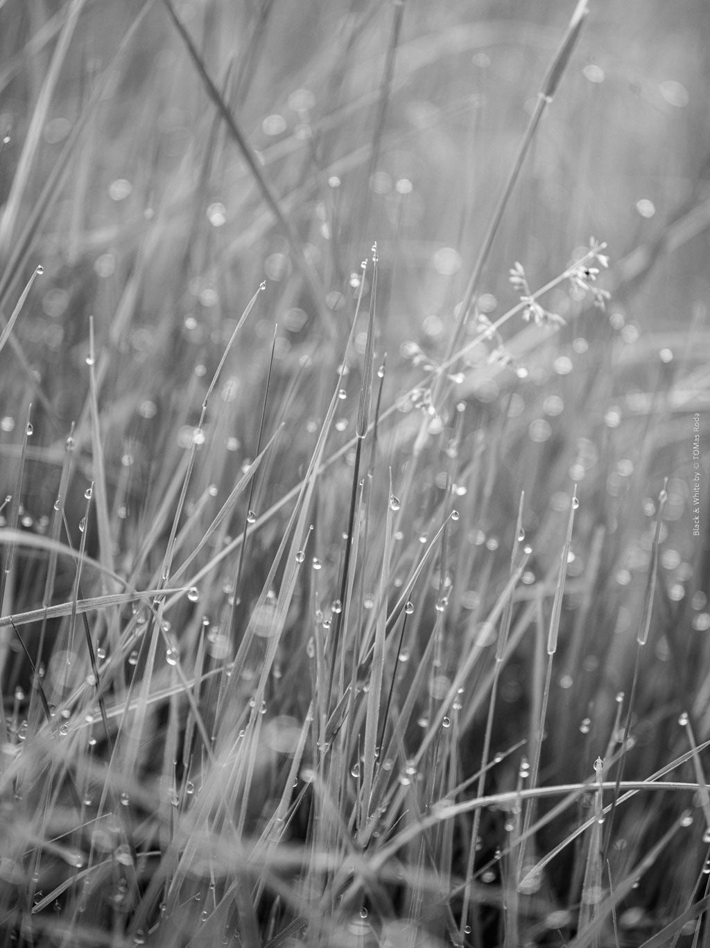 BLACK & WHITE Hasselblad photo art by Swiss photographer TOMas Rodak for sale at TOMs FLOWer CLUB, limited edition, gras with water pearls, contemporary