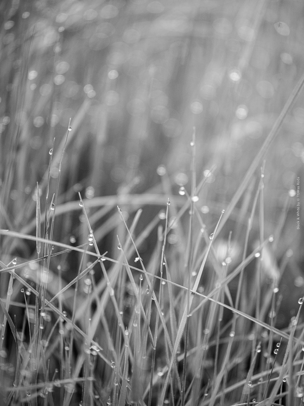 BLACK & WHITE Hasselblad photo art by Swiss photographer TOMas Rodak for sale at TOMs FLOWer CLUB, limited edition, gras with water pearls, contemporary