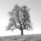 black & white, single tree, autumn, Tree series of art photography by Tomas Rodak, photo behind the acrylic glas made by White Wall / LUMAS; offered for sale by TOMs FLOWer CLUB. 