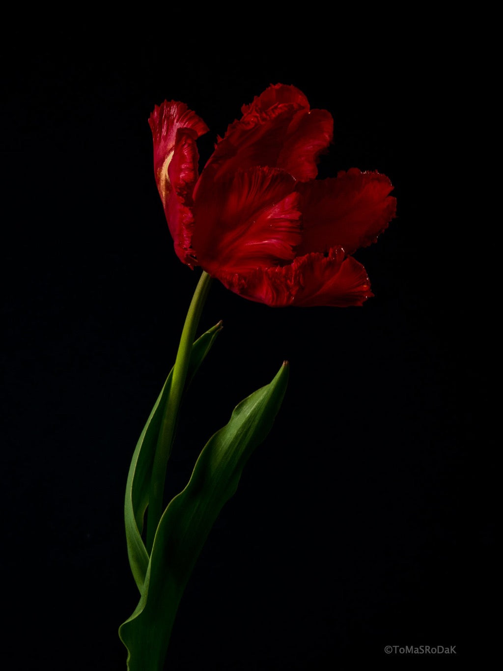 Tulip Photo Picture by Tomas Rodak for sale at TOMs FLOWer CLUB. Limited edition runs of 139 only, framed as real photo print of museum quality, behind 2mm acrylic glass, made by WhiteWall.