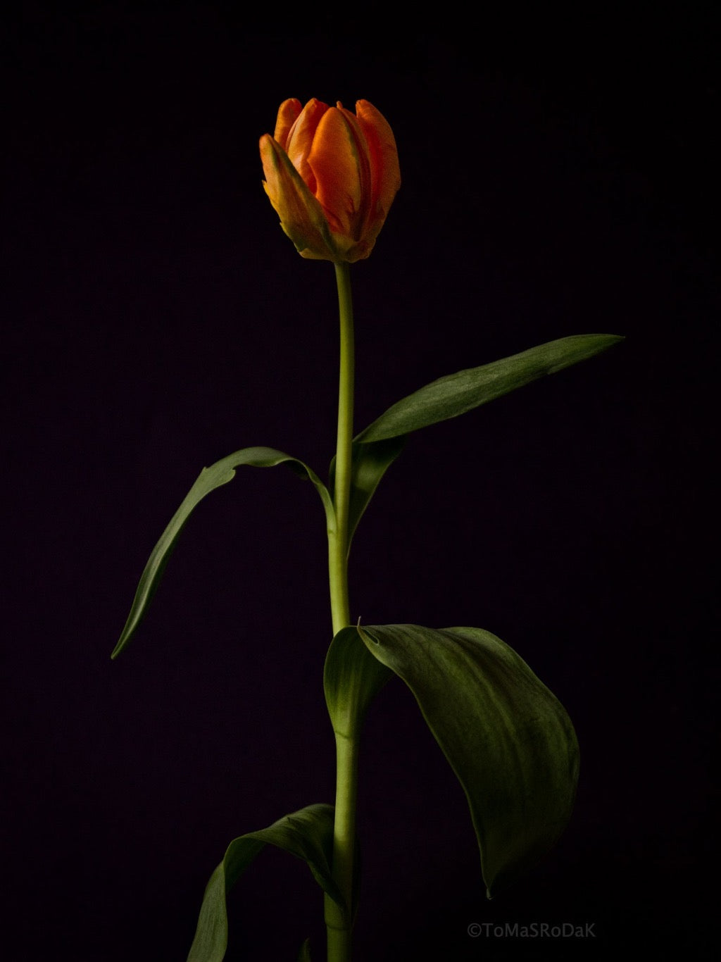 Tulip Photo Picture by Tomas Rodak for sale at TOMs FLOWer CLUB. Limited edition runs of 139 only, framed as real photo print of museum quality, behind 2mm acrylic glass, made by WhiteWall.