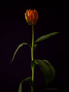 Tulip Photo Picture by Tomas Rodak for sale at TOMs FLOWer CLUB. Limited edition runs of 139 only, framed as real photo print of museum quality, behind 2mm acrylic glass, made by WhiteWall.