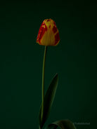 Red - yellow - green, old masters inspired, tulip still life photo by TOMas Rodak in minimalistic design available for sale at TOMs FLOWer CLUB