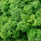 Green ornamental cabbage, leaf scape art photo collection by TOMas Rodak for sale at TOMs FLOWer CLUB.