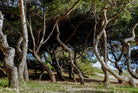 Tree series of art photography by Tomas Rodak, photo behind the acrylic glas made by White Wall / LUMAS; offered for sale by TOMs FLOWer CLUB.