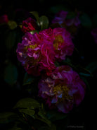 Tomas Rodak, Swiss photographer, floral photography, Camellia, Kamelie, Kamelia, pink, pink lover, TOMs FLOWer CLUB, TOMs ART FLOWer CLUB, White wall, Lumas