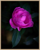 Tomas Rodak, Swiss photographer, floral photography, Camellia, Kamelie, Kamelia, pink, pink lover, TOMs FLOWer CLUB, TOMs ART FLOWer CLUB, White wall, Lumas