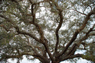 cork oak, Korkeiche, TOMas Rodak, Swiss photographer, Baumfoto, tree photo, Portugal, tree art, Buamkunst, Korken