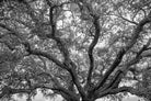 cork oak, Korkeiche, TOMas Rodak, Swiss photographer, Baumfoto, tree photo, Portugal, tree art, Buamkunst, Korken