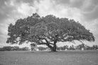 cork oak, Korkeiche, TOMas Rodak, Swiss photographer, Baumfoto, tree photo, Portugal, tree art, Buamkunst, Korken