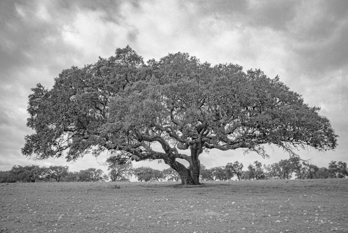 cork oak, Korkeiche, TOMas Rodak, Swiss photographer, Baumfoto, tree photo, Portugal, tree art, Buamkunst, Korken
