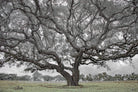 cork oak, Korkeiche, TOMas Rodak, Swiss photographer, Baumfoto, tree photo, Portugal, tree art, Buamkunst, Korken