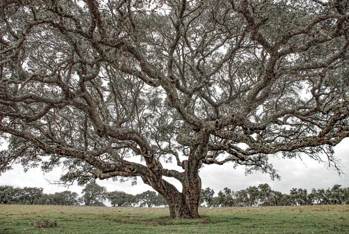 cork oak, Korkeiche, TOMas Rodak, Swiss photographer, Baumfoto, tree photo, Portugal, tree art, Buamkunst, Korken