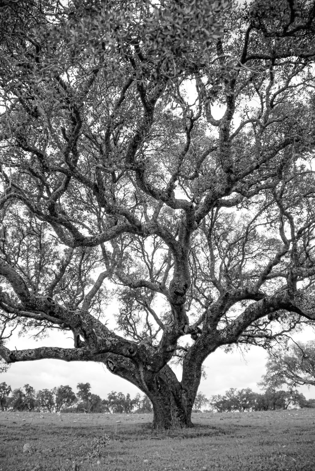 cork oak, Korkeiche, TOMas Rodak, Swiss photographer, Baumfoto, tree photo, Portugal, tree art, Buamkunst, Korken