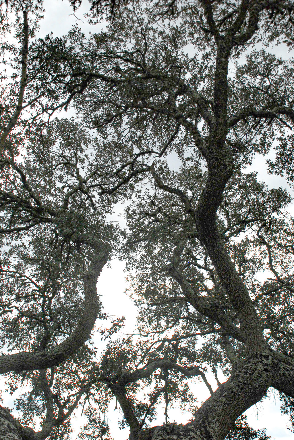 cork oak, Korkeiche, TOMas Rodak, Swiss photographer, Baumfoto, tree photo, Portugal, tree art, Buamkunst, Korken