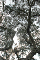 cork oak, Korkeiche, TOMas Rodak, Swiss photographer, Baumfoto, tree photo, Portugal, tree art, Buamkunst, Korken