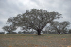 cork oak, Korkeiche, TOMas Rodak, Swiss photographer, Baumfoto, tree photo, Portugal, tree art, Buamkunst, Korken