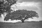 cork oak, Korkeiche, TOMas Rodak, Swiss photographer, Baumfoto, tree photo, Portugal, tree art, Buamkunst, Korken