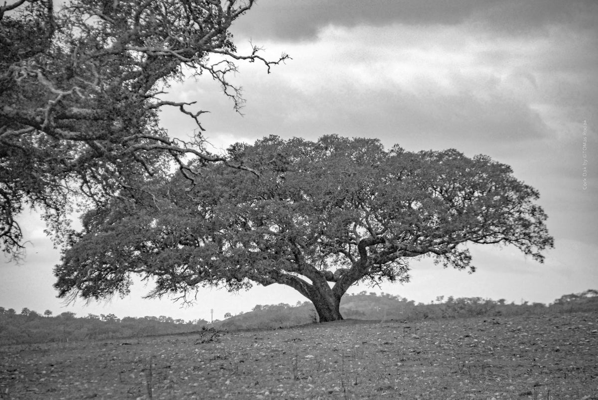 cork oak, Korkeiche, TOMas Rodak, Swiss photographer, Baumfoto, tree photo, Portugal, tree art, Buamkunst, Korken