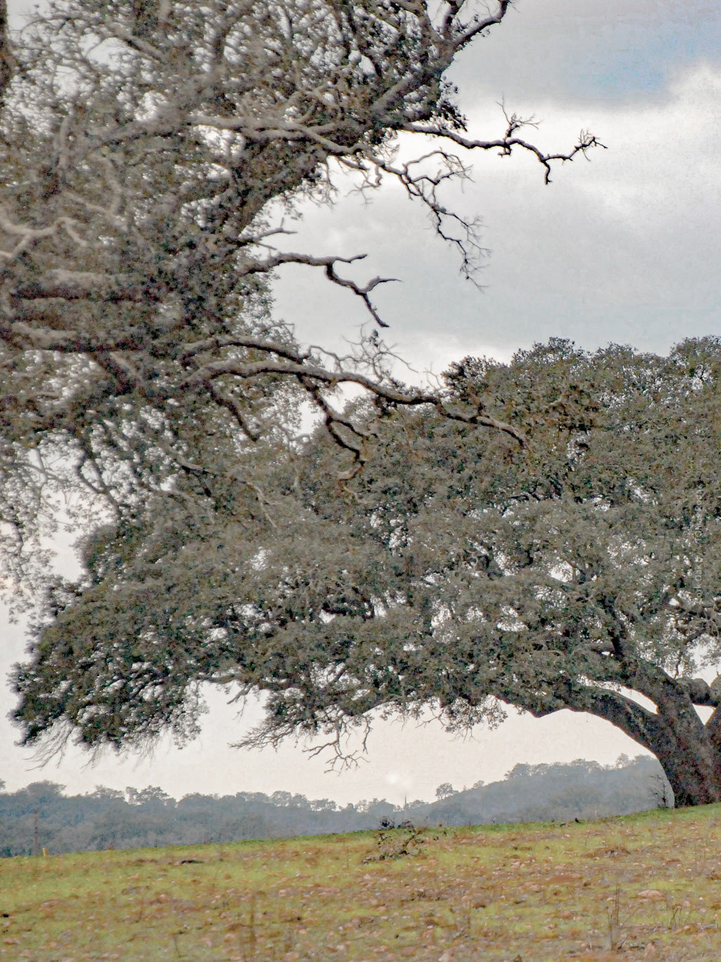 cork oak, Korkeiche, TOMas Rodak, Swiss photographer, Baumfoto, tree photo, Portugal, tree art, Buamkunst, Korken