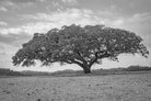 cork oak, Korkeiche, TOMas Rodak, Swiss photographer, Baumfoto, tree photo, Portugal, tree art, Buamkunst, Korken, TOMs FLOWer CLUB