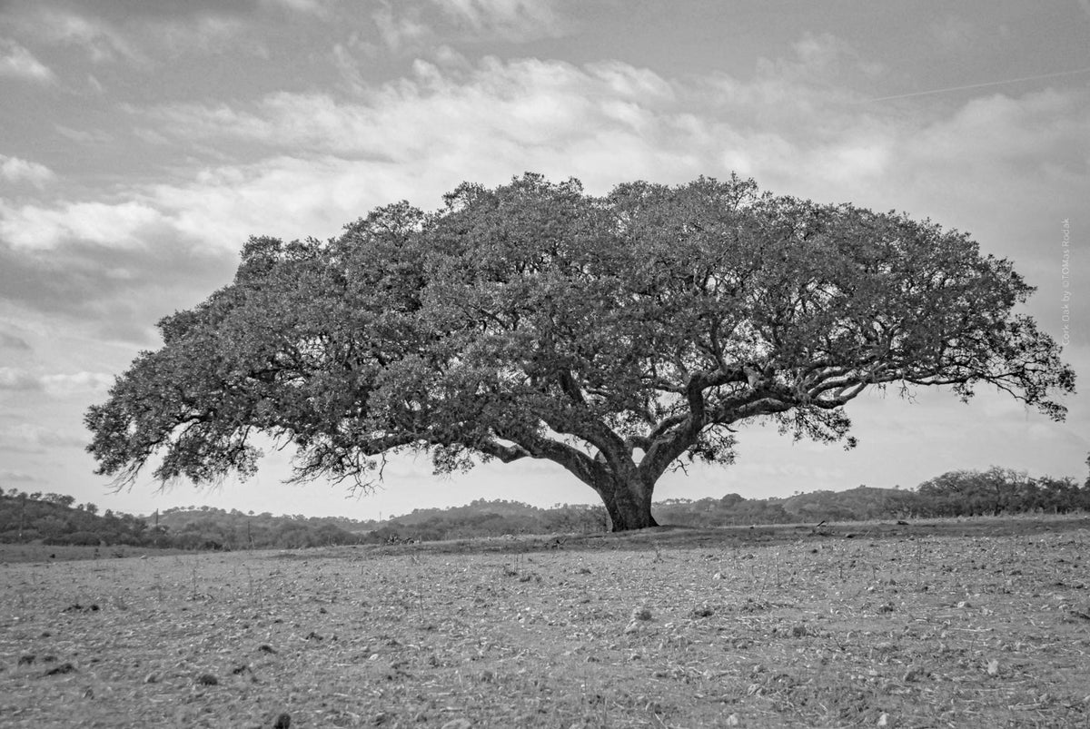 cork oak, Korkeiche, TOMas Rodak, Swiss photographer, Baumfoto, tree photo, Portugal, tree art, Buamkunst, Korken, TOMs FLOWer CLUB