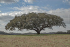 cork oak, Korkeiche, TOMas Rodak, Swiss photographer, Baumfoto, tree photo, Portugal, tree art, Buamkunst, Korken