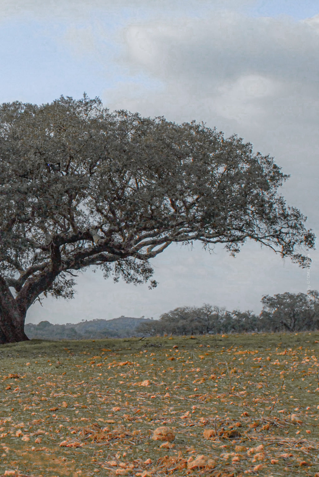 cork oak, Korkeiche, TOMas Rodak, Swiss photographer, Baumfoto, tree photo, Portugal, tree art, Buamkunst, Korken