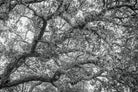 cork oak, Korkeiche, TOMas Rodak, Swiss photographer, Baumfoto, tree photo, Portugal, tree art, Buamkunst, Korken
