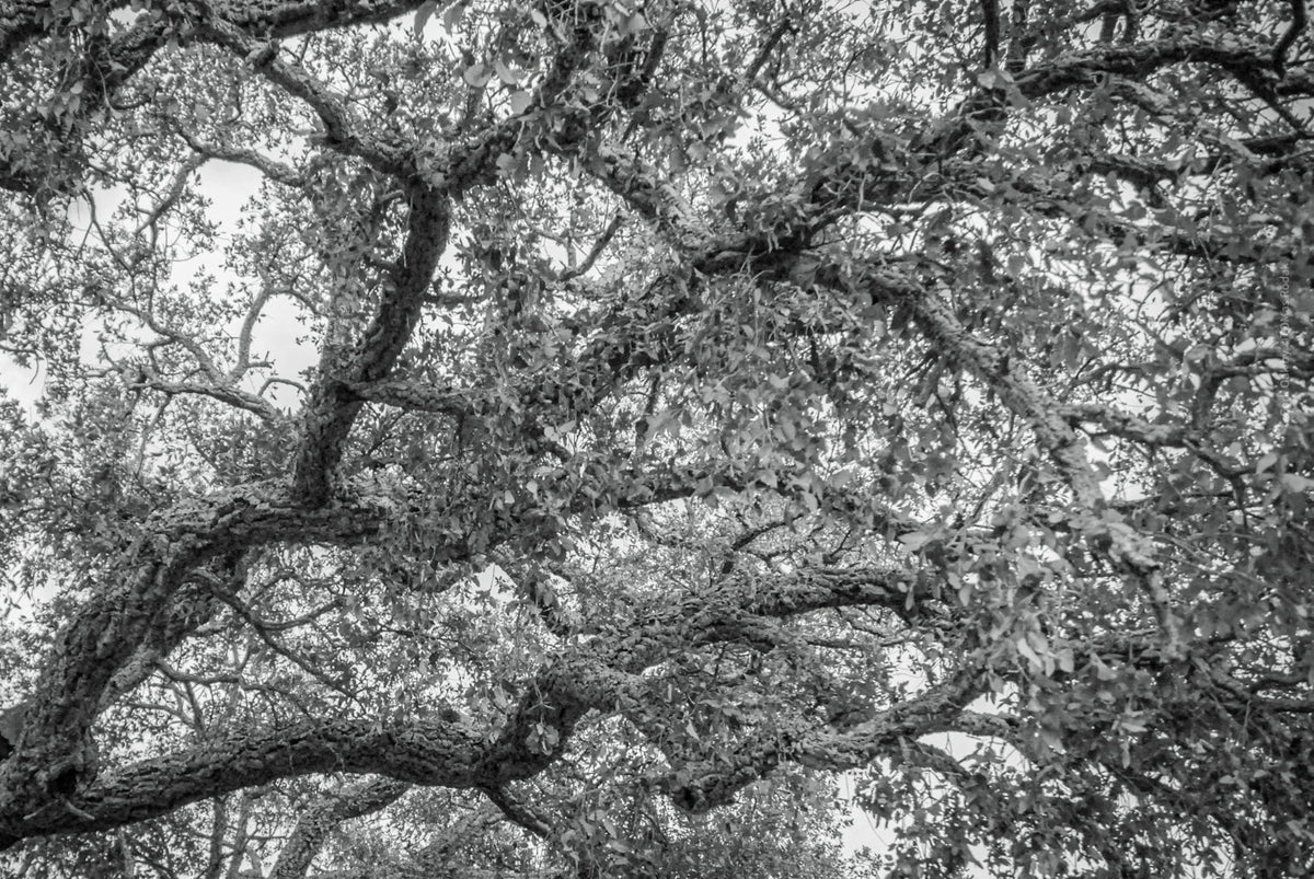 cork oak, Korkeiche, TOMas Rodak, Swiss photographer, Baumfoto, tree photo, Portugal, tree art, Buamkunst, Korken