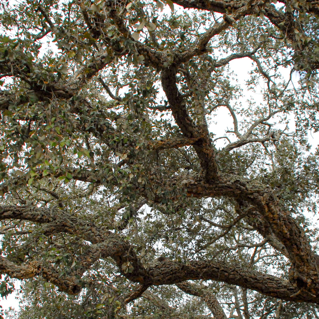 cork oak, Korkeiche, TOMas Rodak, Swiss photographer, Baumfoto, tree photo, Portugal, tree art, Buamkunst, Korken
