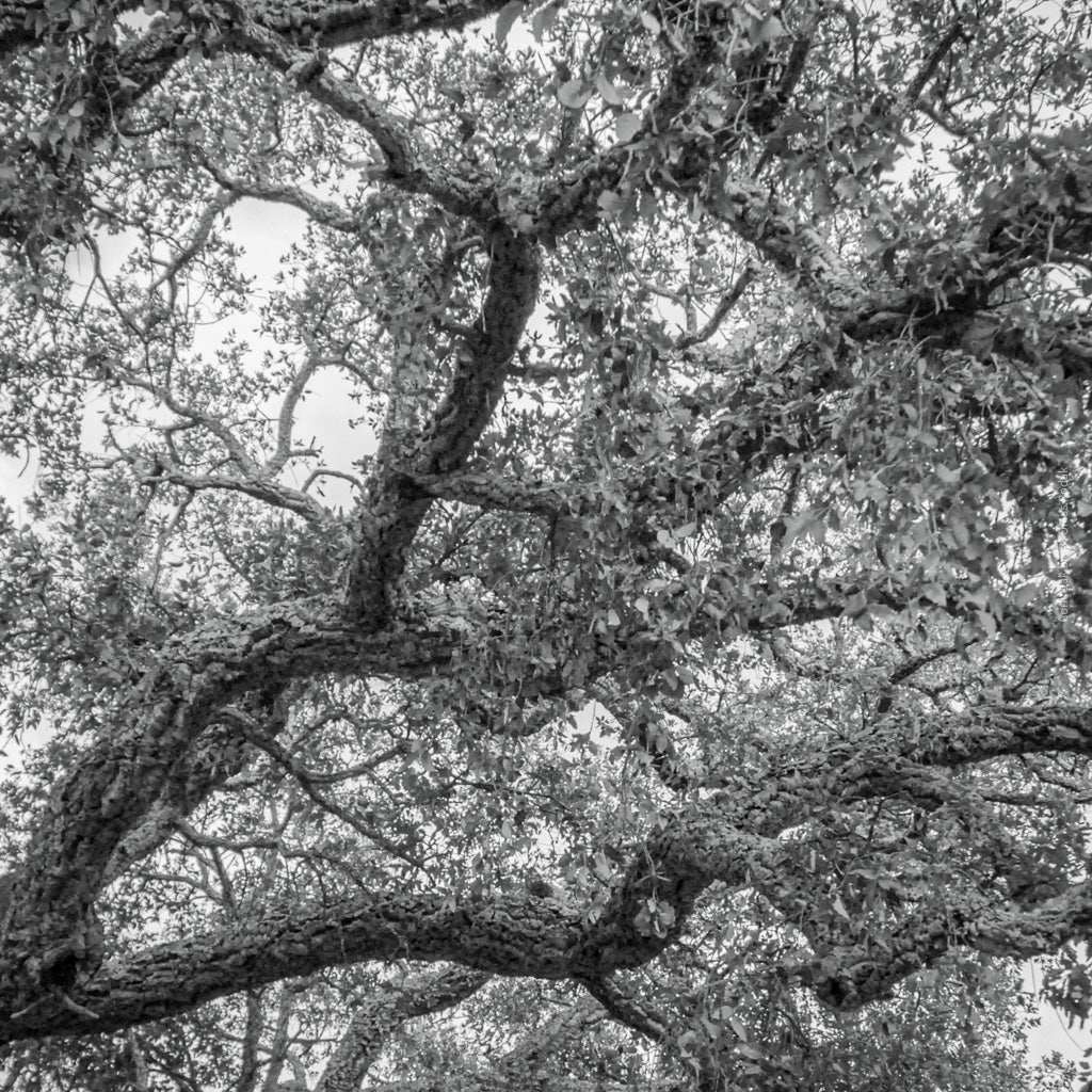 cork oak, Korkeiche, TOMas Rodak, Swiss photographer, Baumfoto, tree photo, Portugal, tree art, Buamkunst, Korken