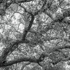 cork oak, Korkeiche, TOMas Rodak, Swiss photographer, Baumfoto, tree photo, Portugal, tree art, Buamkunst, Korken