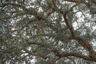 cork oak, Korkeiche, TOMas Rodak, Swiss photographer, Baumfoto, tree photo, Portugal, tree art, Buamkunst, Korken