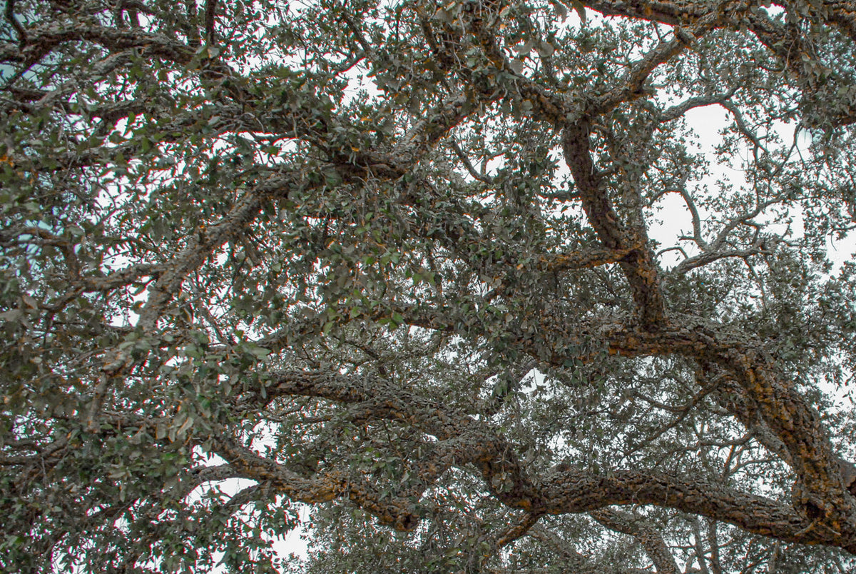 cork oak, Korkeiche, TOMas Rodak, Swiss photographer, Baumfoto, tree photo, Portugal, tree art, Buamkunst, Korken