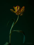 Tulip Photo Picture by Tomas Rodak for sale at TOMs FLOWer CLUB. Limited edition runs of 139 only, framed as real photo print of museum quality, behind 2mm acrylic glass, made by WhiteWall.