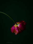 Tulip Photo Picture by Tomas Rodak for sale at TOMs FLOWer CLUB. Limited edition runs of 139 only, framed as real photo print of museum quality, behind 2mm acrylic glass, made by WhiteWall.