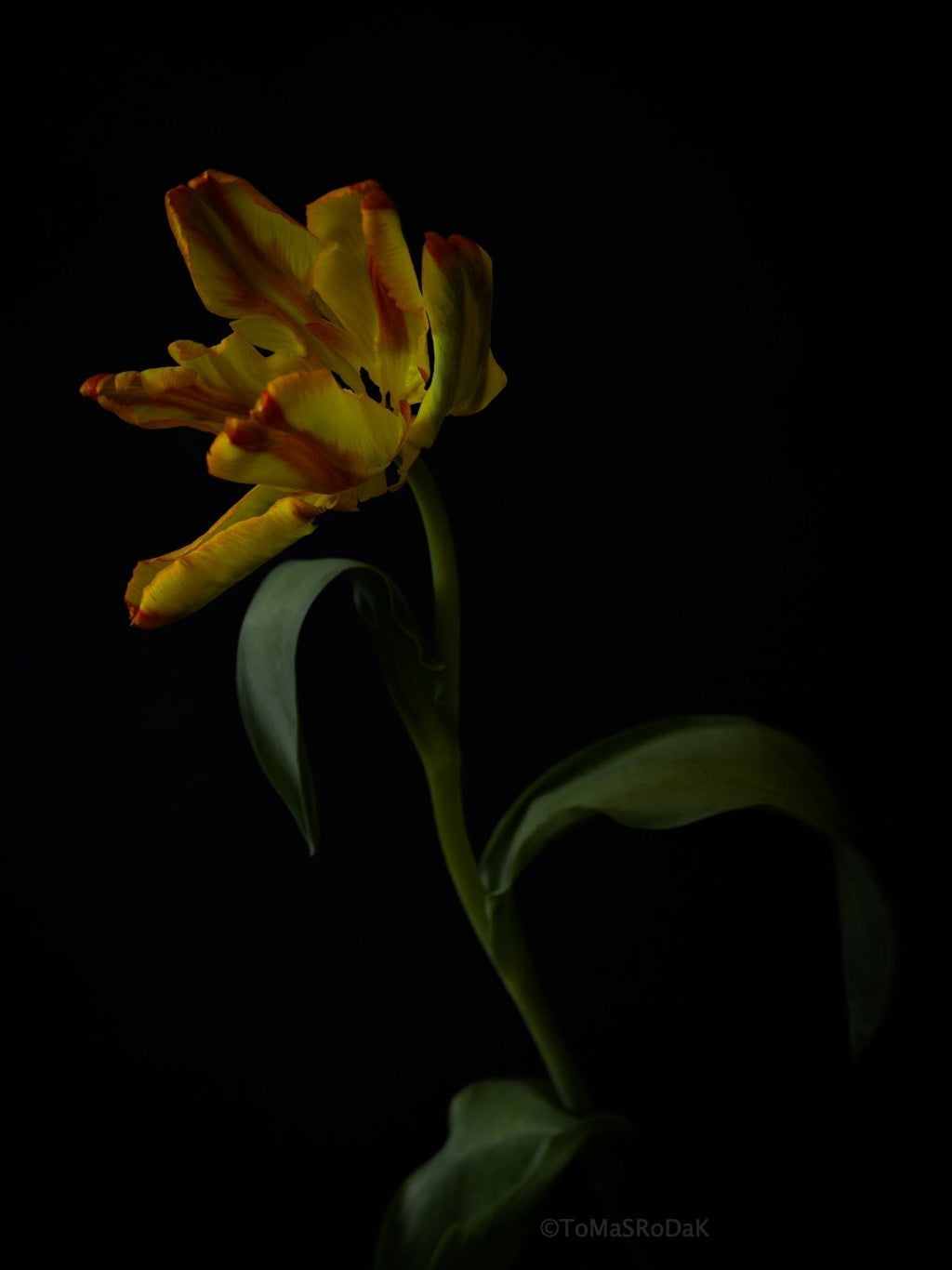 Tulip Photo Picture by Tomas Rodak for sale at TOMs FLOWer CLUB. Limited edition runs of 139 only, framed as real photo print of museum quality, behind 2mm acrylic glass, made by WhiteWall.