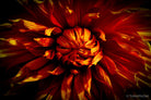 Dahlia by TOMas Rodak, real photo behind acrylic glass in limited edition runs of 139 for sale at TOMs FLOWer CLUB, gallery quality, signed, numbered and certified. 