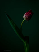 Tulip Photo Picture by Tomas Rodak for sale at TOMs FLOWer CLUB. Limited edition runs of 139 only, framed as real photo print of museum quality, behind 2mm acrylic glass, made by WhiteWall.