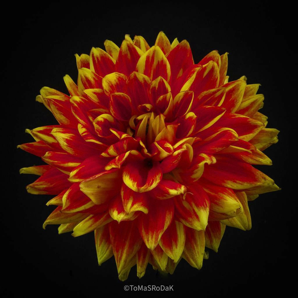 Dahlia by TOMas Rodak, real photo behind acrylic glass in limited edition runs of 139 for sale at TOMs FLOWer CLUB, gallery quality, signed, numbered and certified. 