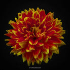 Dahlia by TOMas Rodak, real photo behind acrylic glass in limited edition runs of 139 for sale at TOMs FLOWer CLUB, gallery quality, signed, numbered and certified. 
