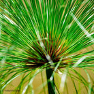 Zyperns papyrus, leaf scape art photo collection by TOMas Rodak for sale at TOMs FLOWer CLUB.