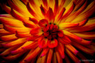 Dahlia by TOMas Rodak, real photo behind acrylic glass in limited edition runs of 139 for sale at TOMs FLOWer CLUB, gallery quality, signed, numbered and certified. 