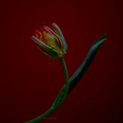 Tulip Photo Picture by Tomas Rodak for sale at TOMs FLOWer CLUB. Limited edition runs of 139 only, framed as real photo print of museum quality, behind 2mm acrylic glass, made by WhiteWall.
