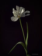 Tulip Photo Picture by Tomas Rodak for sale at TOMs FLOWer CLUB. Limited edition runs of 139 only, framed as real photo print of museum quality, behind 2mm acrylic glass, made by WhiteWall.